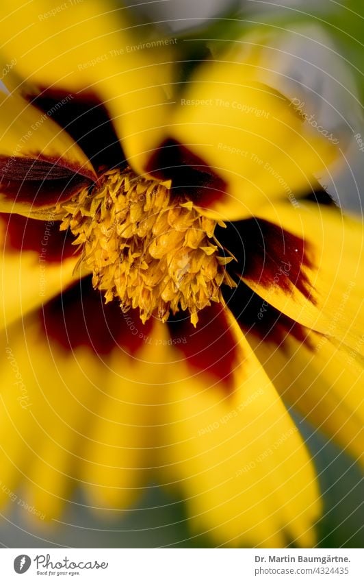 Kleines Mädchenauge – Coreopsis lanceolata, Schöngesicht; Asteraceae Blütenstand gelb Blühend Blume Pflanze Zierpflanze Compositae Staude aus Nordamerika