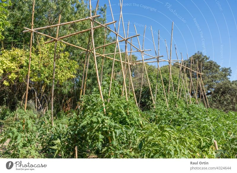 Tomatenpflanzen wachsen im Gemüsegarten. Pflanze Garten Feld wachsend Reifung Lebensmittel reif Ackerbau Wachstum Gartenarbeit Gewächshaus Haufen Gesundheit