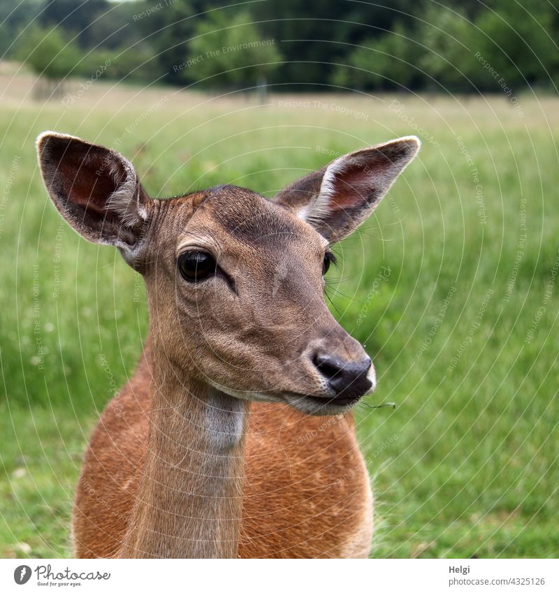 die Frau vom Boss -  Damtier in einem Wildgehege Damwild weiblich Nahaufnahme Tiergesicht Tierporträt Außenaufnahme Natur 1 Menschenleer Schwache Tiefenschärfe