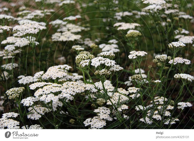 jede Menge Schafgarbe auf einer Blühwiese Blume Blüte krautige Pflanze Halbsträucher Heilpflanze Frauenheilkraut Sommer Natur Außenaufnahme Menschenleer Blühend