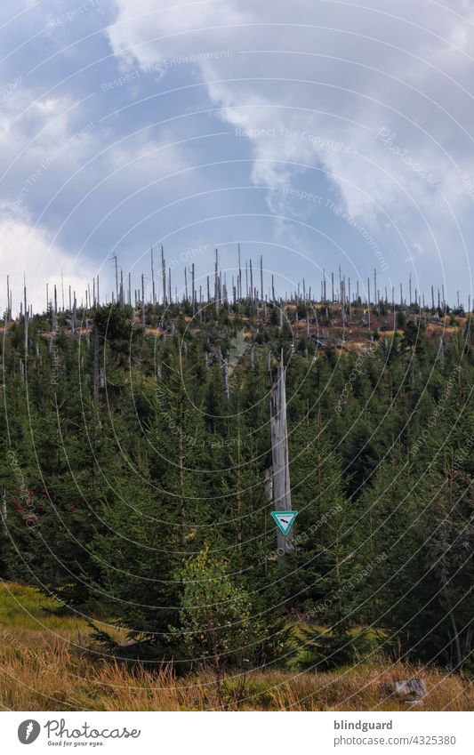 Waldsterben? Dreisesselberg Borkenkäfer Sturmschaden Bruchholz Klimawandel Klimalüge Natur Umwelt Baum Forstwirtschaft Holz Totholz Baumstamm Abholzung