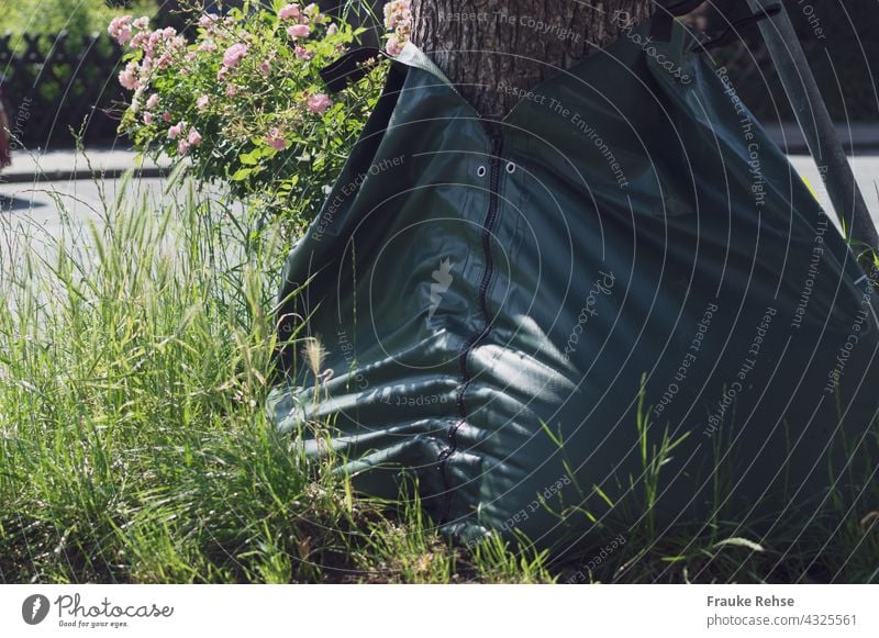 Nahaufnahme eines Baumes mit gefülltem Bewässerungssack und Baumbeet Wassersack Baumbewässerung grün Straße Baumbewässerungssack mit Wasser Bewässerungssystem