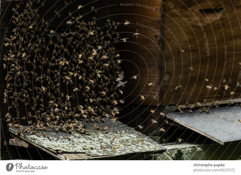 Bienen fliegen an Bienenstock Insekt Honigbiene Bienenzucht Bienenkorb Imker Bauernhof Kolonie Natur natürlich Lebensmittel Imkerei Landwirtschaft