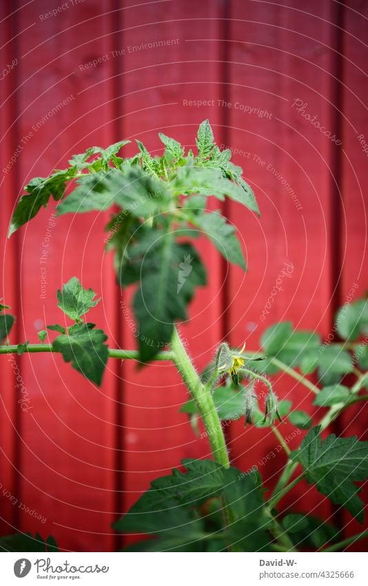 Tomatenpflanze vor rotem Hintergrund Pflanze Rot Gemüse Wachstum Gemüsegarten anbauen Bewusstsein