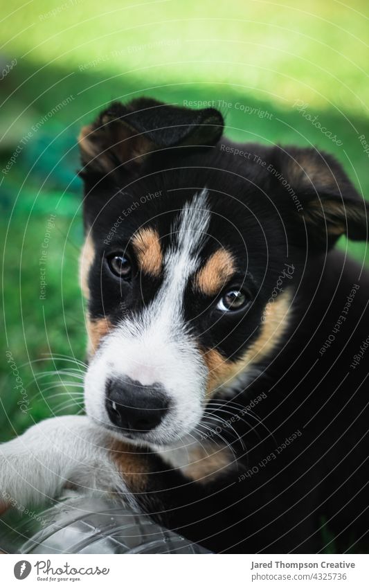 Ein dreifarbiger (schwarzer, weißer und brauner) Border Collie Welpe spielt im Garten. Hund Borte Hinterhof Australien Welpen Hunde Haustier Haustiere Tier