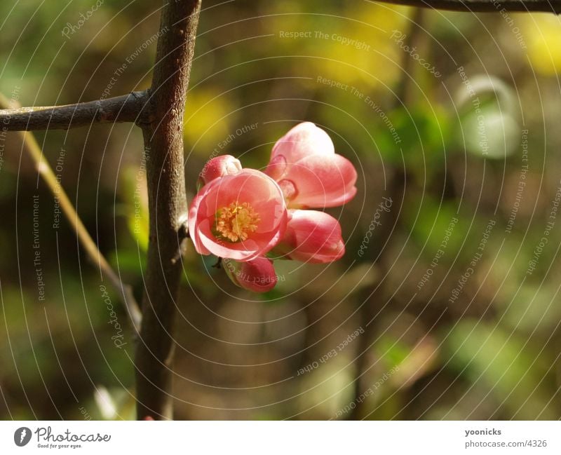 Blüte, Rosa rosa Natur Blütenknospen