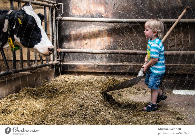 Fütterung Landwirtschaft Forstwirtschaft Mensch maskulin Kleinkind Junge Kindheit 1 1-3 Jahre Tier Nutztier Kuh Bauernhof Schaufel Fressen füttern Glück klein