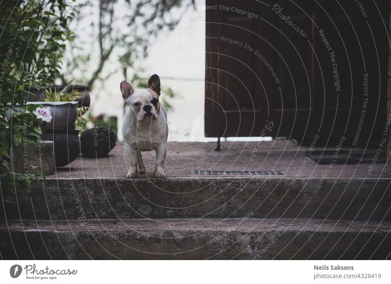 Französische Bulldogge, die auf der Veranda steht und ihr Haus bewacht aktiv bezaubernd Tier Hintergrund schön schwarz züchten braun Eckzahn niedlich Hund