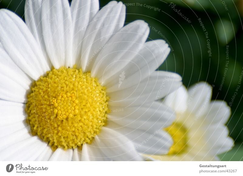 Ich will vorne sein! Pflanze Blume Blüte Margerite Frühling Sommer Wiesenblume gelb weiß Makroaufnahme Nahaufnahme Blühend Sonne