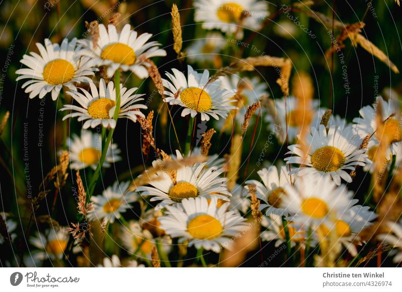 Margeriten und Gräser im weichen Abendlicht Margeritenwiese Wiese Wildblumen Wildblumenwiese Natur Sommer blühend schön wunderschön Insektenschutz Pollenspender