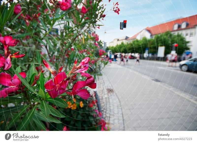 Oleander an der Straße Fußgängerübergang Ampel urban unscharf verkehr Straßenrand Strauch Nerium-Oleander Pflanzen Park Grün verrotten Gehweg bürgersteig