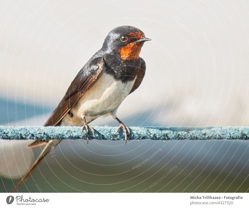 Rauchschwalbe auf einem Seil Hirundo rustica Schwalbe Wildvogel Vogel Tiergesicht Schnabel Auge Gefieder Federn Flügel Kopf Beine Krallen Tau Wildtier Natur