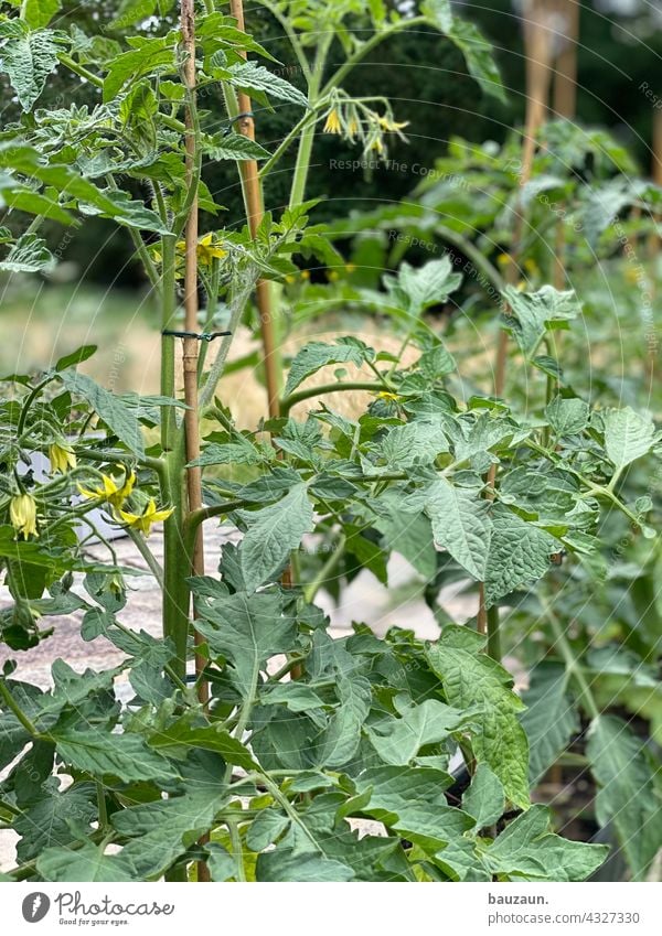 tomatos. Tomate Ernährung Gemüse Lebensmittel Vegetarische Ernährung Tomatenpflanze Tomatenplantage Tomatenstrauch Bioprodukte Farbfoto rot Außenaufnahme