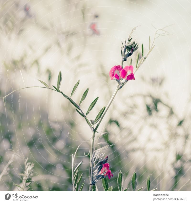 Wilde Wicke mit pinkfarbenen Schmetterlingsblüten, geringe Schärfentiefe wilde Wicke Nahaufnahmen Wiesenblume Außenaufnahme