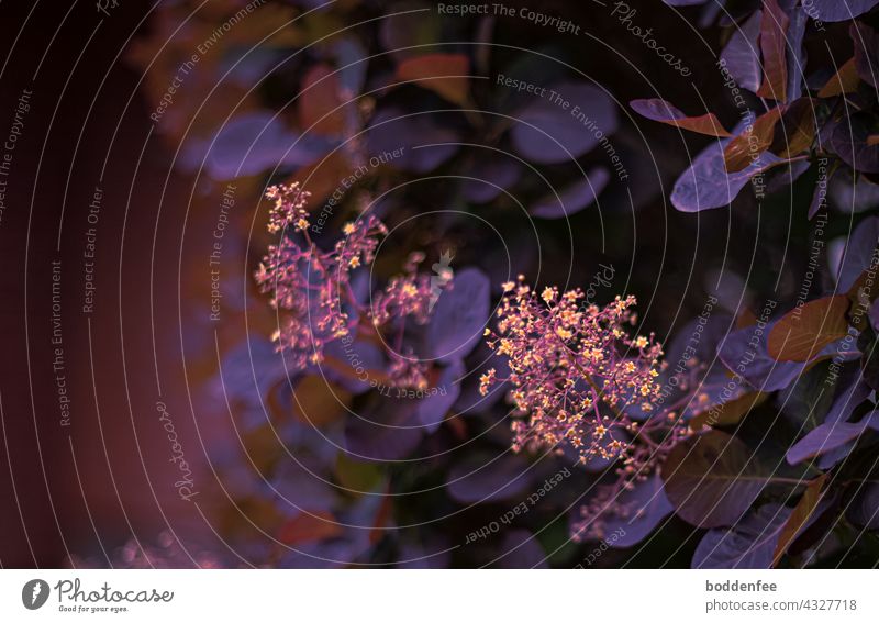 Blütenstände eines Perückenstrauches mit violett-rotbraunen Blättern im Abendlicht Blütenstand Strauch blühender Strauch lila