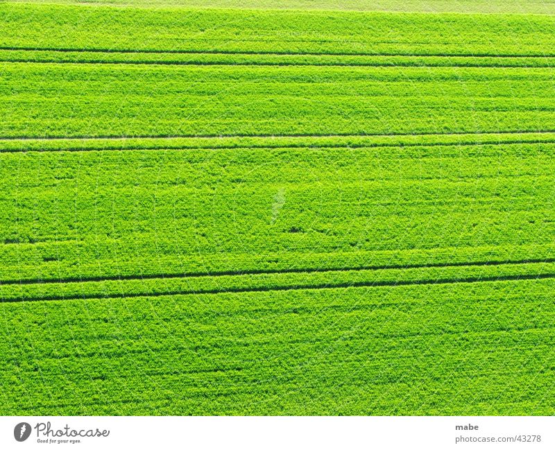 grünes Feld in der Landschaft Frühling Natur