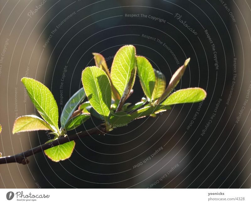 Blätter am Zweig Blatt Baum Ast