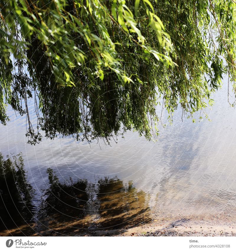 ParkTourHH21 | Weide am See weide trauerweide wasser see ufer park blätterdach spiegelung baum verloren erholung erholen pause blätterwald ruhe stille traurig