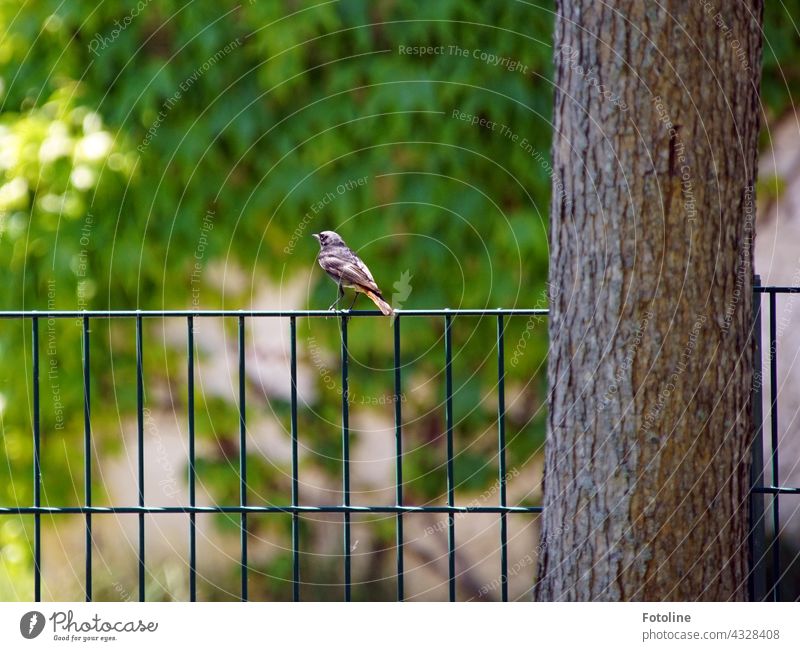 Ein Rotschwänzchen zeigt Fotoline die kalte Schulter. Ich hüpfe jetzt nicht für dich in mein Häuschen, das an dem Baum hängt. Vogel Natur Tier Außenaufnahme