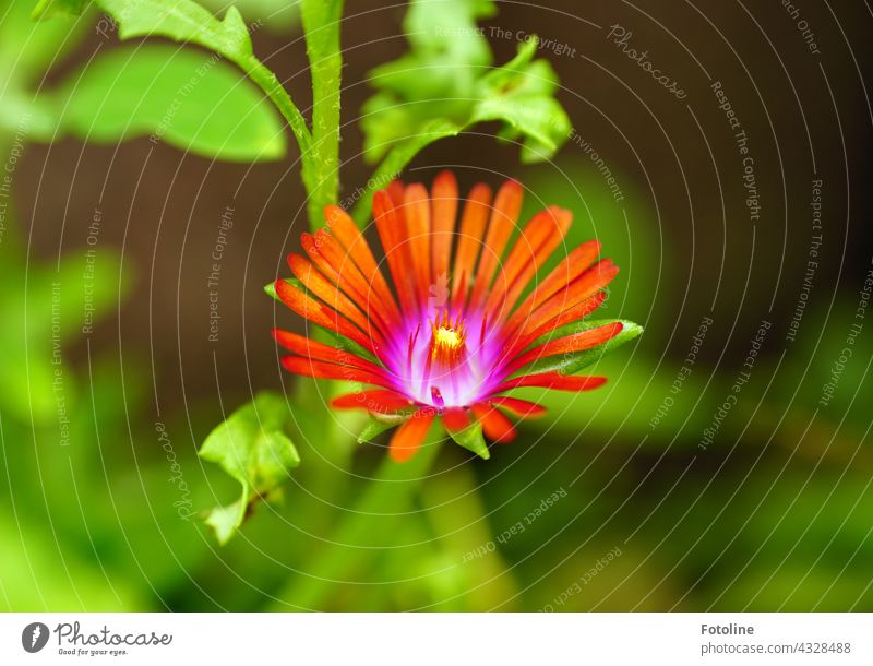 Gärtnern für Anfänger I - Eine wundervolle Blüte in meinem Steingarten Blume Pflanze Natur Außenaufnahme Farbfoto Menschenleer Tag Garten grün