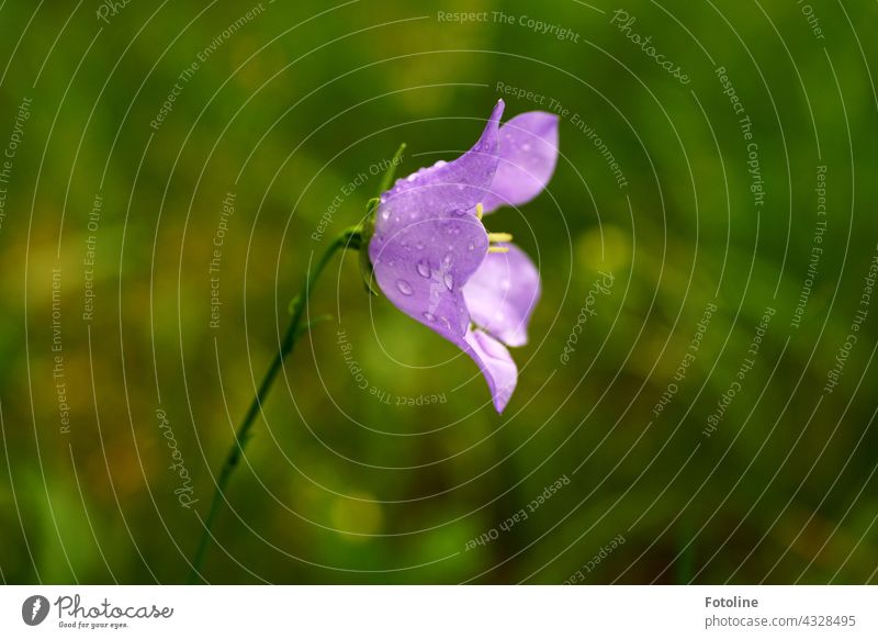 Gärtnern für Anfänger IV - Glockenblume nach dem Gießen Blume Steingarten Pflanze Natur Außenaufnahme Farbfoto Menschenleer Tag Garten Blüte grün