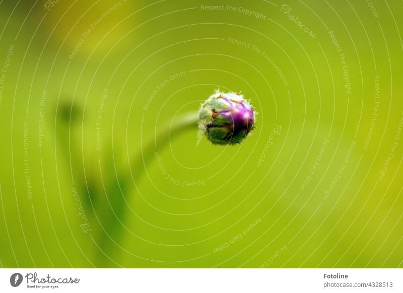 Gärtnern für Anfänger V - Ich werde eine lila Kornblume! Blume Steingarten Pflanze Natur Außenaufnahme Farbfoto Menschenleer Tag Garten Blüte grün