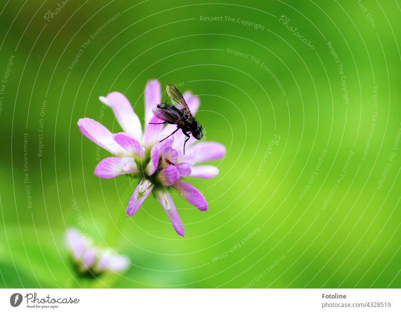 Gärtnern für Anfänger VI - Klee bekommt Besuch von einer Fliege. Blume Steingarten Pflanze Natur Außenaufnahme Farbfoto Menschenleer Tag Garten Blüte grün