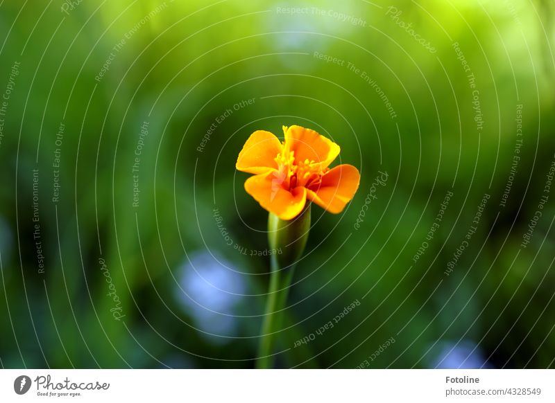 Gärtnern für Anfänger III - Eine wundervolle Blüte in meinem Steingarten Blume Pflanze Natur Außenaufnahme Farbfoto Menschenleer Tag Garten grün