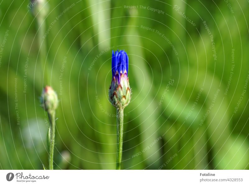 Endlich beginnen auf Fotoline's Sommerblumenwiese die Kornblumen an zu blühen. Dieses Blau ist sooooo schön! Kornblumenfeld Natur Pflanze Feld Außenaufnahme