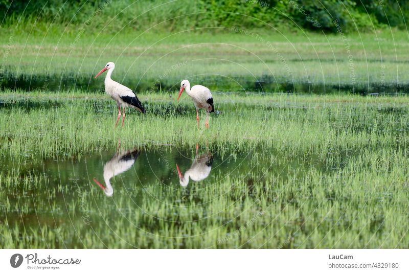 Spiegelung zweier Störche im Tegeler Fließ Storch Storchenpaar Spiegelbild Spiegelung im Wasser Reflexion & Spiegelung Wasserspiegelung Natur ruhig Idylle See