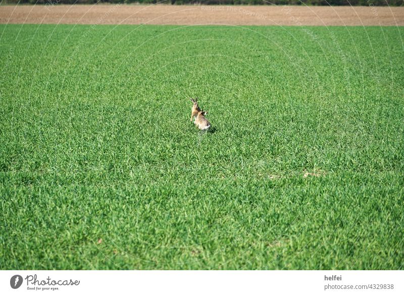 Wildhasen beim Revierkampf im Frühling in einem Feld Hase revierkampf Hase & Kaninchen Außenaufnahme Feldhase schnell Nagetiere Europäischer Hase Tier Farbfoto