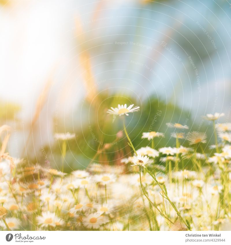 Auf der Margeritenwiese ... Wiese Wildblumen Wildblumenwiese Natur Sommer blühend schön wunderschön Insektenschutz Pollenspender weiß gelb hellblau