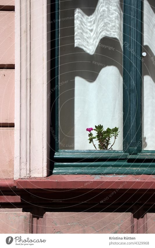 pflanze mit einzelner blüte steht in der sonne auf der fensterbank blume blumentopf sonnenseite einblick vorhang gardine sichtschutz fensterrahmen fensterdeko