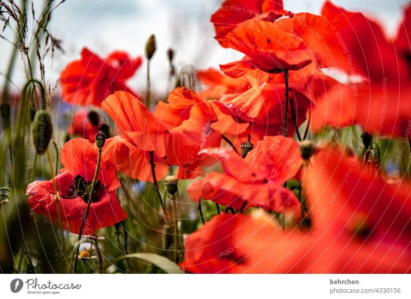 wenn der mo(h)ntag reinknallt! Mohnblume Unschärfe Blatt Blühend Schönes Wetter Wiese Garten Blütenstaub leuchtend Außenaufnahme Mohnfeld Farbfoto rot Mohnblüte