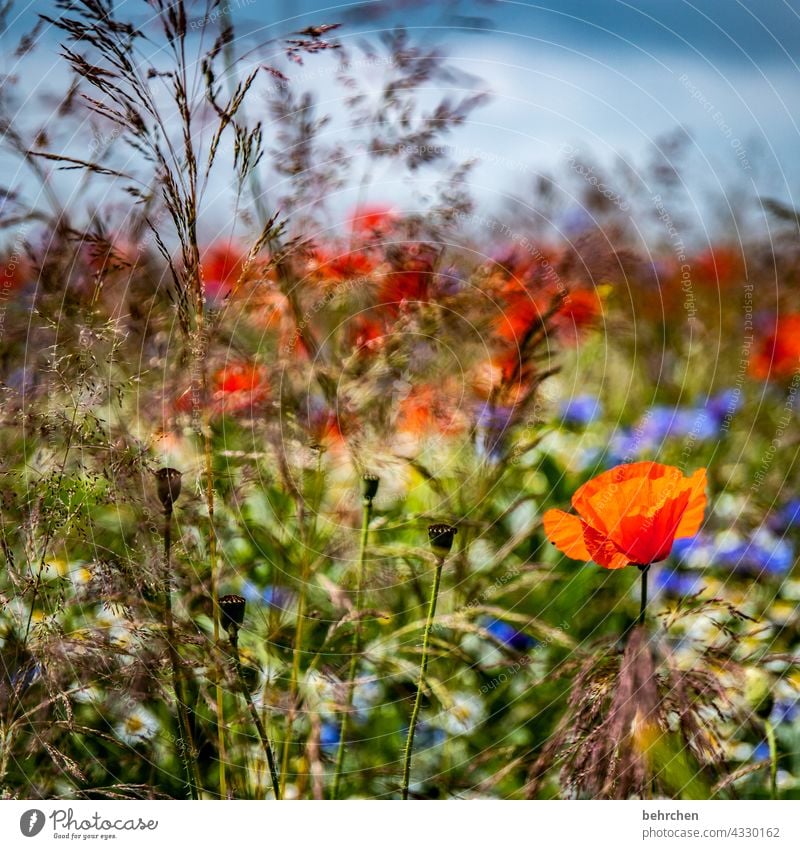 weil montag mo(h)ntag ist Himmel Wolken kornblumen Gräser blühen Blüte Feld Blütenblatt grün Wildpflanze Pflanze Duft Natur duftend Pollen mohnblumen sommerlich