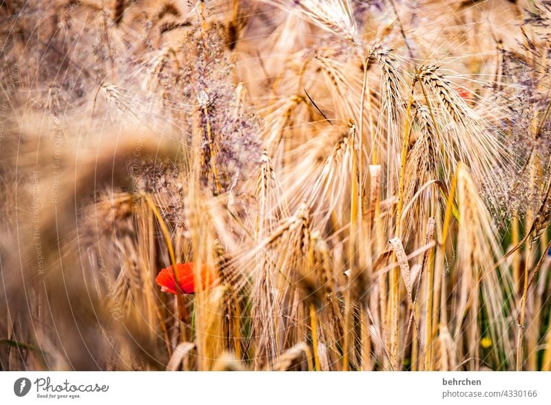 mo(h)ntagsversteck Farbfoto ökologisch Granne Idylle idyllisch Ackerbau Außenaufnahme Ernte Ernährung Pflanze Nutzpflanze Umwelt Landschaft Menschenleer