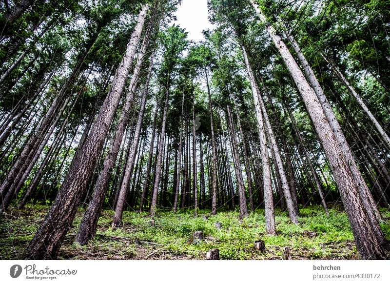 schräge bäume Außenaufnahme Umwelt Wald Farbfoto Landschaft Natur Baum Baumstamm Bäume Nadelwald Hunsrück Forstwirtschaft Holz Pflanze Umweltschutz Nadelbaum