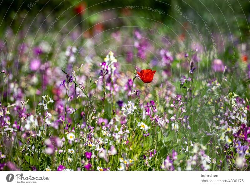 hervorragender mo(h)ntag klein Leichtigkeit zart Pflanze Wildpflanze Garten Natur blühen Duft Blüte duftend sommerlich Landschaft Kontrast Umwelt Menschenleer