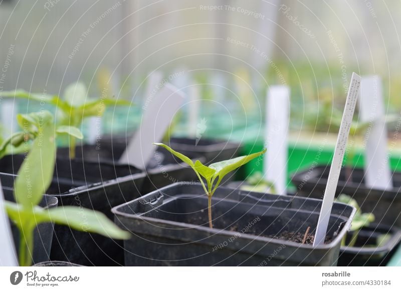 Da haben wir den Salat  | neue junge Pflänzchen für Gemüse und Salat Aussaat gärtnern Pflanze Pflanzenzucht Topf Töpfchen Blumenerde Frühbeet Saatschale Anzucht