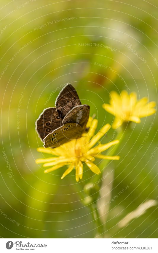 Makro Aufnahme eines braunen Schmetterlings auf gelber Blüte Aphantopus hyperantus Schornsteinfeger Blume Natur Wiese blühen Nektar flattern