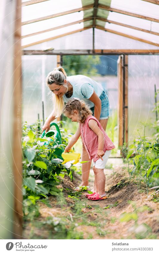 Eine junge Mutter und ihre kleine Tochter gießen gemeinsam die Pflanzen im Gewächshaus. Kindheit, Elternschaft, Erziehung Baby Bewässerung Gießkanne Glück