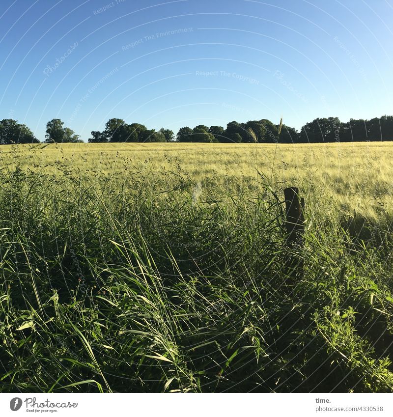 Geschichten vom Zaun (109) Getreide holzpfahl getreidefeld zaun natur wachstum horizont bäume knick landwirtschaft sonnig sommer Wegrand ähre gras