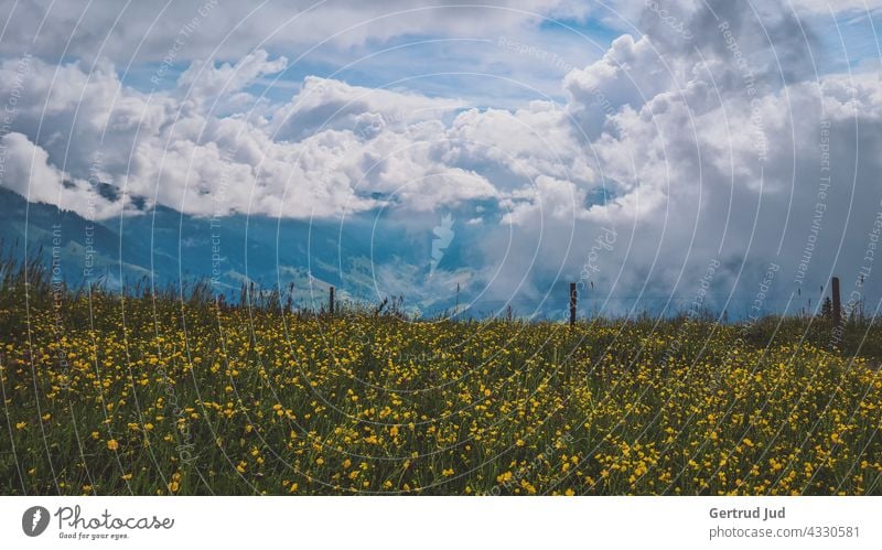 Wolkenhimmel über einer blühenden Almwiese Grossarl Landschaft Natur Sommer Wandern Außenaufnahme Farbfoto Menschenleer Schönes Wetter Berge u. Gebirge Umwelt