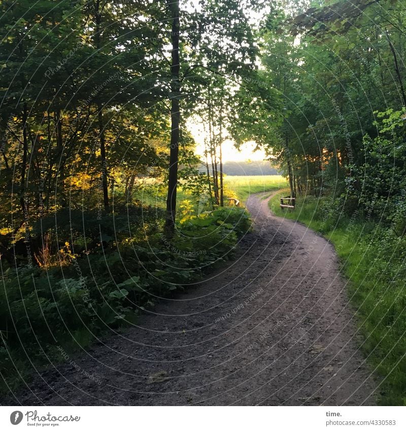 Abendspaziergang • Waldweg mit beidseitigem Baumbestand und Lichtung im besonnten Gegenlicht waldweg gelände büsche bäume baum sommer gegenlicht grün friedlich