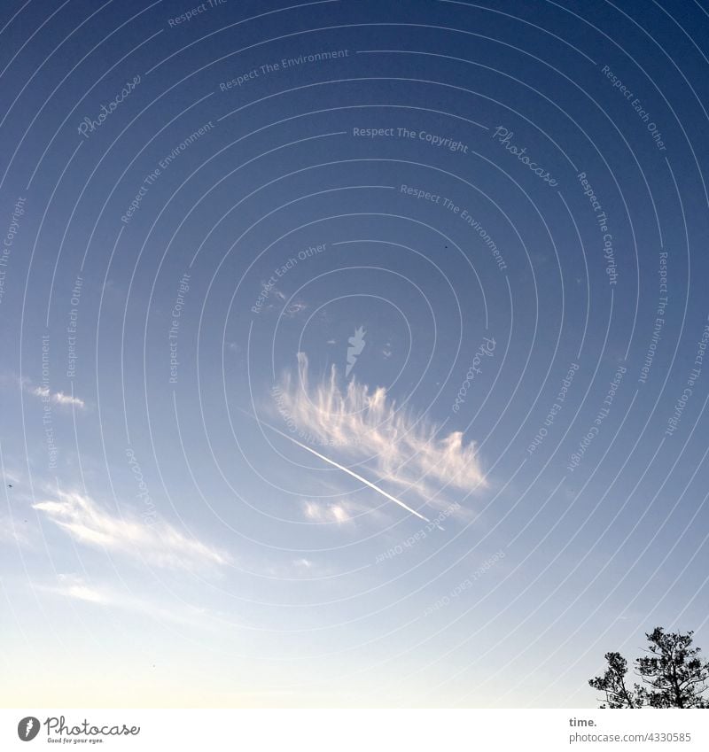 Lebenslinien .151 himmel wolke baum abendlicht äste kondensstreifen flugverkehr Cirrus