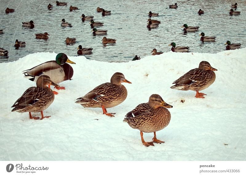 poolparty Natur Winter Eis Frost Schnee Park Seeufer Teich Wildtier Ente Stockente Tiergruppe Coolness Freundlichkeit kalt Bewegung planen Dämmerung Schwimmbad