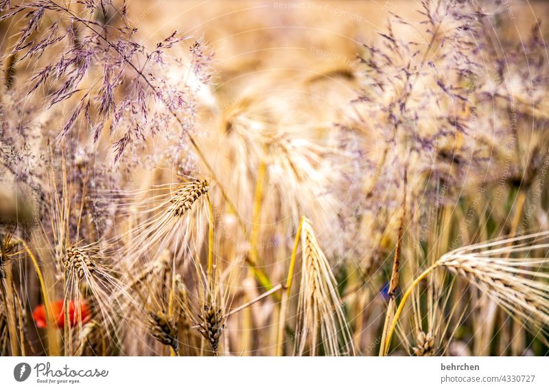 versteckt Blüte Blume Mohn Mohnblume Feld Getreide Sommer Getreidefeld Gerste Roggen Weizen Hafer Landwirtschaft Menschenleer Ernährung Granne ökologisch