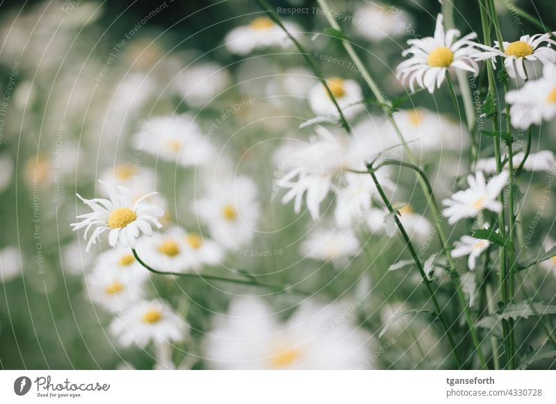 margariten Blume Blüte Pflanze Natur Menschenleer Farbfoto Blühend Außenaufnahme Sommer Garten Nahaufnahme grün Detailaufnahme Blütenblatt violett Unschärfe