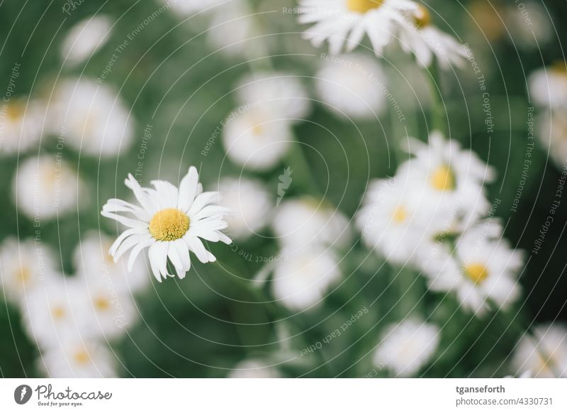 margariten Blume Blüte Pflanze Natur Menschenleer Farbfoto Blühend Außenaufnahme Sommer Garten Nahaufnahme grün Detailaufnahme Blütenblatt violett Unschärfe