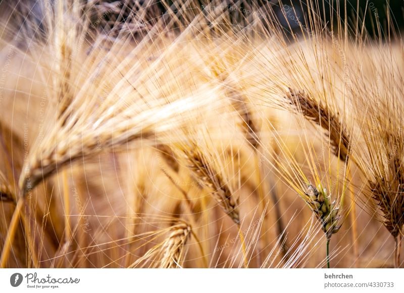 haarig Feld Getreide Hafer Weizen Roggen Gerste Getreidefeld Sommer Landwirtschaft Ähren Natur Kornfeld Lebensmittel Menschenleer Landschaft Umwelt Nutzpflanze